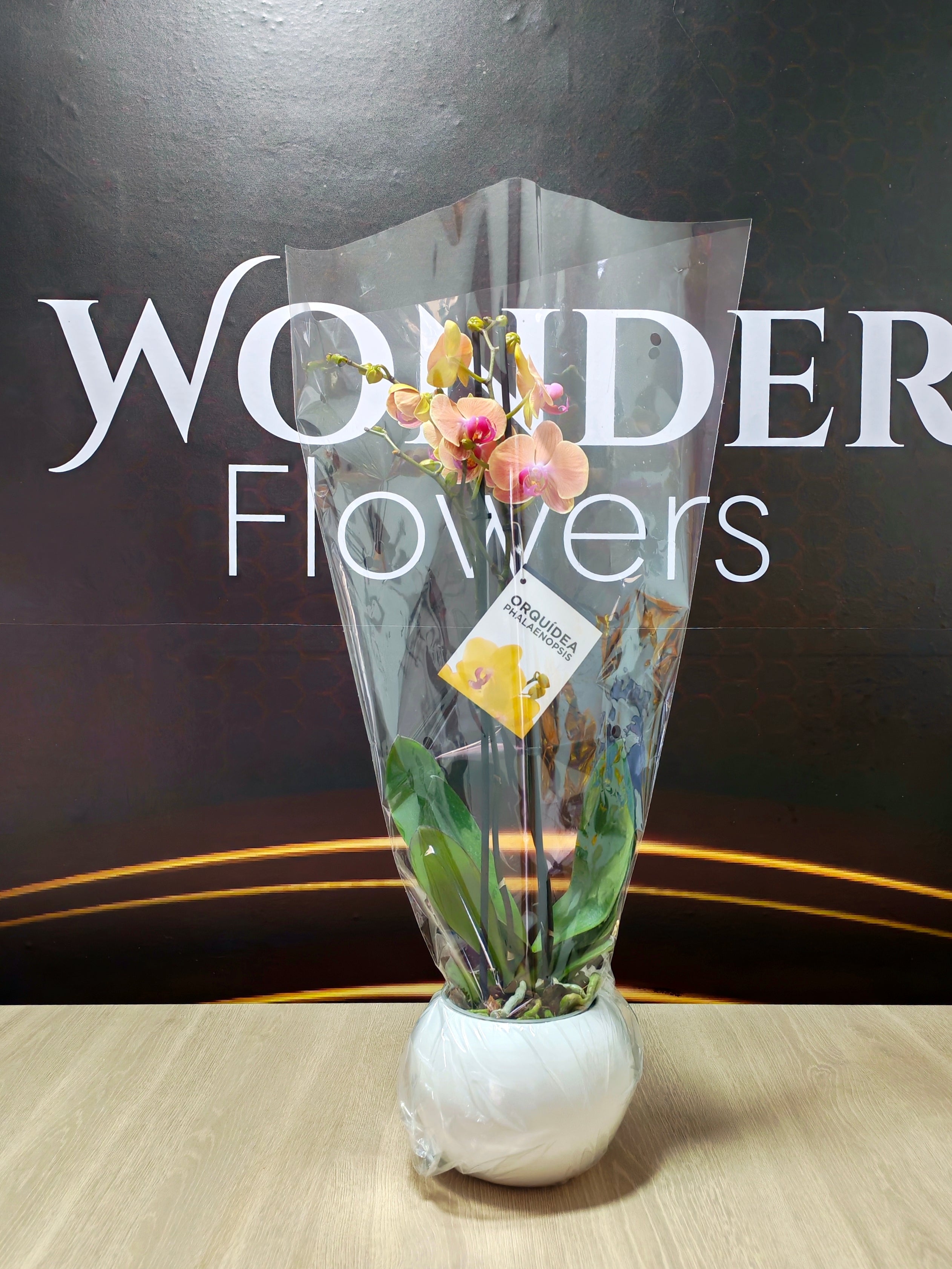Orquídeas