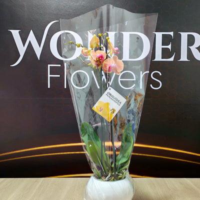 Orquídeas